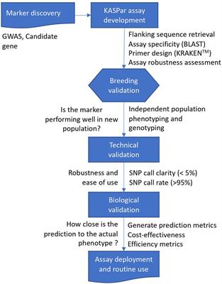 Validation of KASP-SNP markers in cassava germplasm for marker-assisted selection of increased carotenoid content and dry matter content